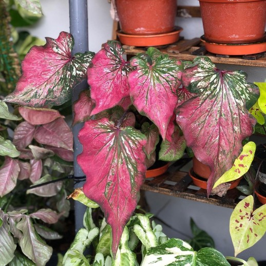 Muda de Caladium Tatiana