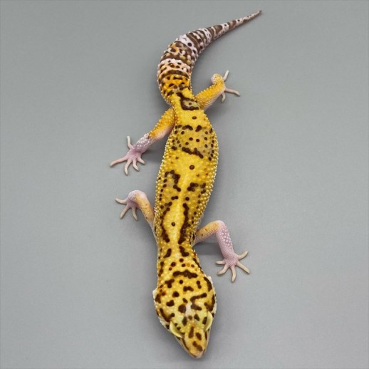 comprar Leopard Gecko Legalizado