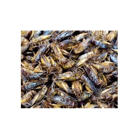 Grilos Pretos