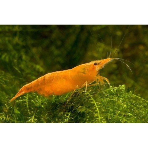 comprar camarão alaranjado