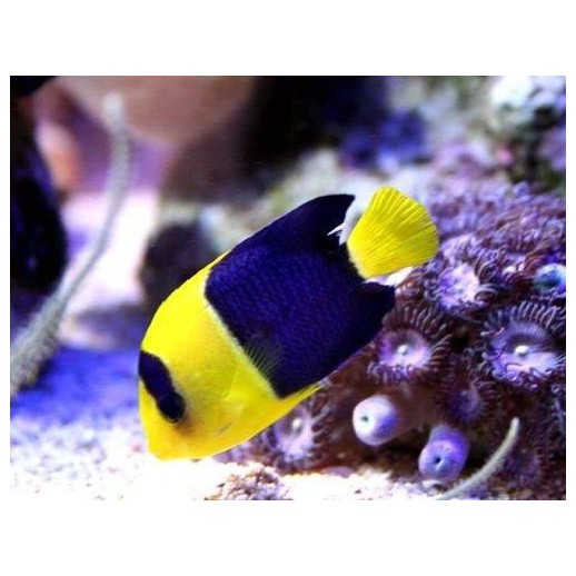 BICOLOR ANGEL - CENTROPYGE BICOLOR MD
