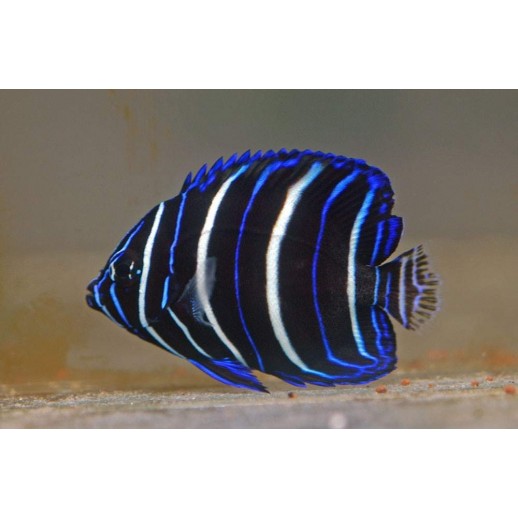 CHRYSURUS ANGEL JUVENIL - POMACANTHUS CHRYSURUS