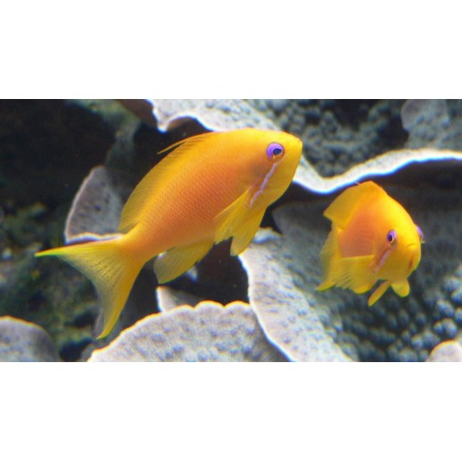 ORANGE ANTHIAS FÊMEA - PSEUDANTHIAS SQUAMIPINNIS 