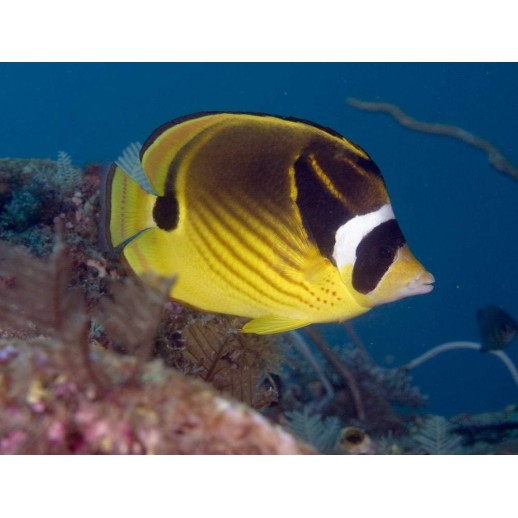 RACCOON BUTTERFLY - CHAETODON LUNULA