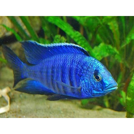 Peixe Ciclídeo Africano