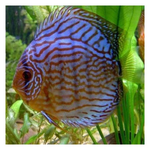 aquario de acara disco
