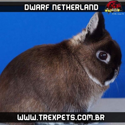 Comprar Mini Coelho Netherland Puro