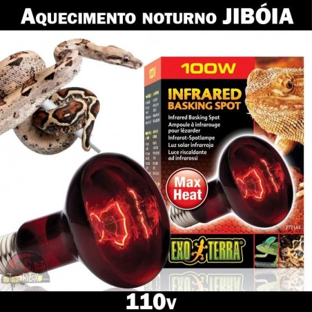 Comprar jibóia lâmpadas repteis