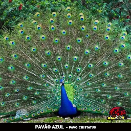 comprar ovos galados de pavão comprar ovos galados de pavão