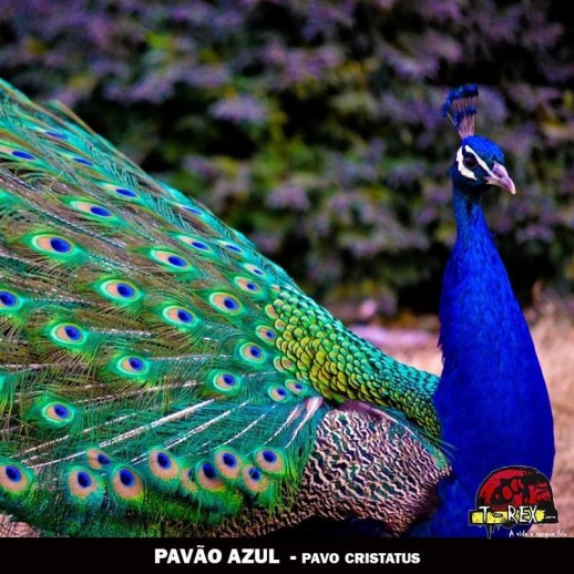 comprar pavao londrina maringa curitiba comprar pavao londrina maringa curitiba