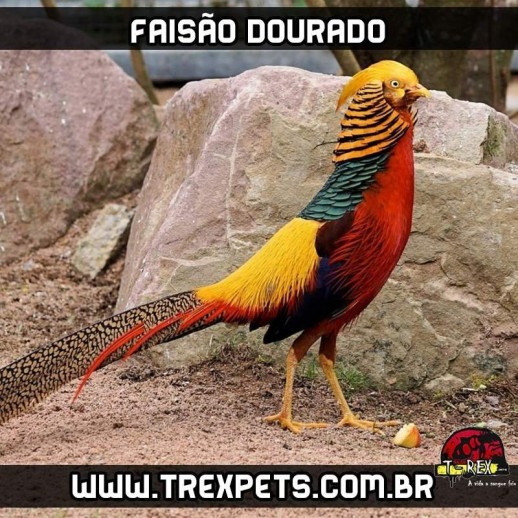 venda de faisão dourado venda de faisão dourado