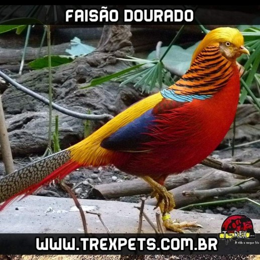 comprar faisão dourado em são paulo comprar faisão dourado em são paulo