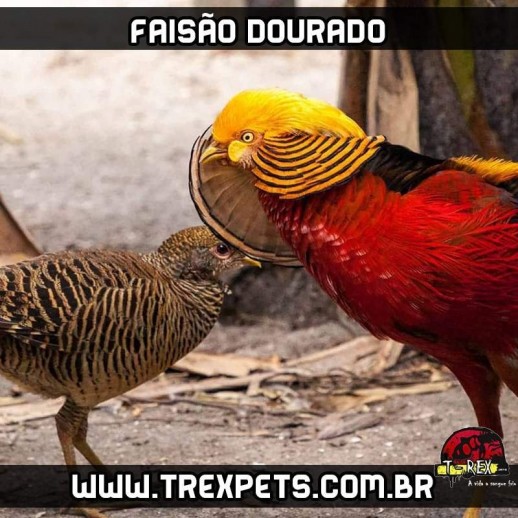 comprar faisão dourado paraná comprar faisão dourado paraná