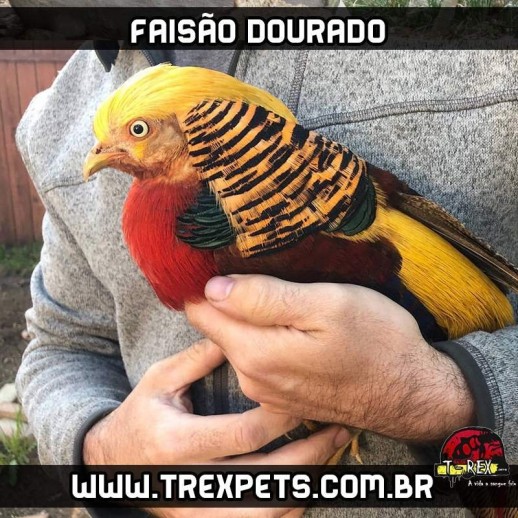 ovos galados de faisão dourado ovos galados de faisão dourado
