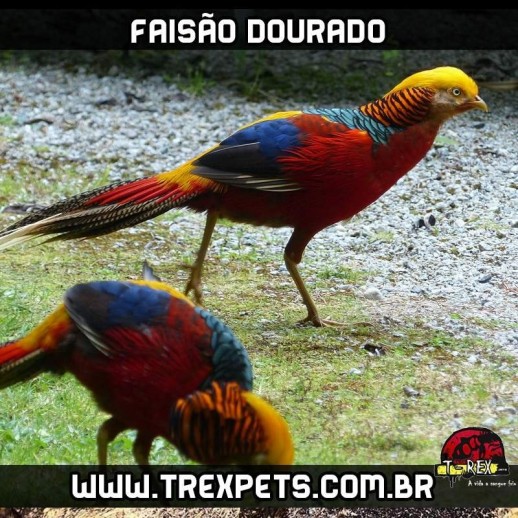 comprar ovos galados de faisão comprar ovos galados de faisão