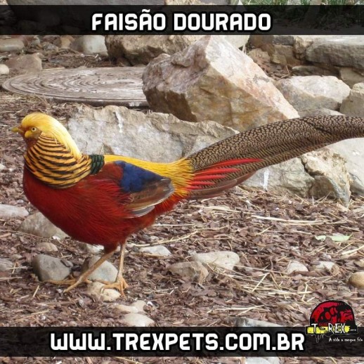 comprar matriz faisão dourado comprar matriz faisão dourado
