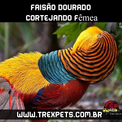 comprar faisão dourado londrina comprar faisão dourado londrina