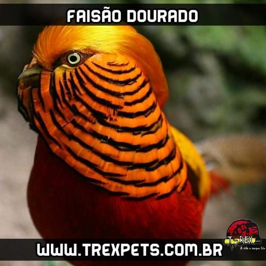 reprodução de faisão dourado reprodução de faisão dourado