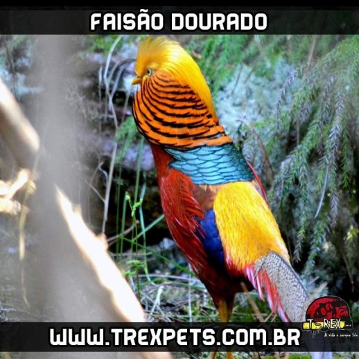 venda de faisão dourado paraná venda de faisão dourado paraná