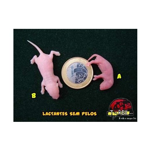 Lactantes sem pelo (Camundongo Congelado)