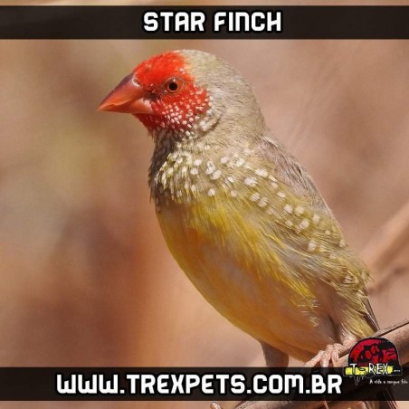 diamante star finch a venda