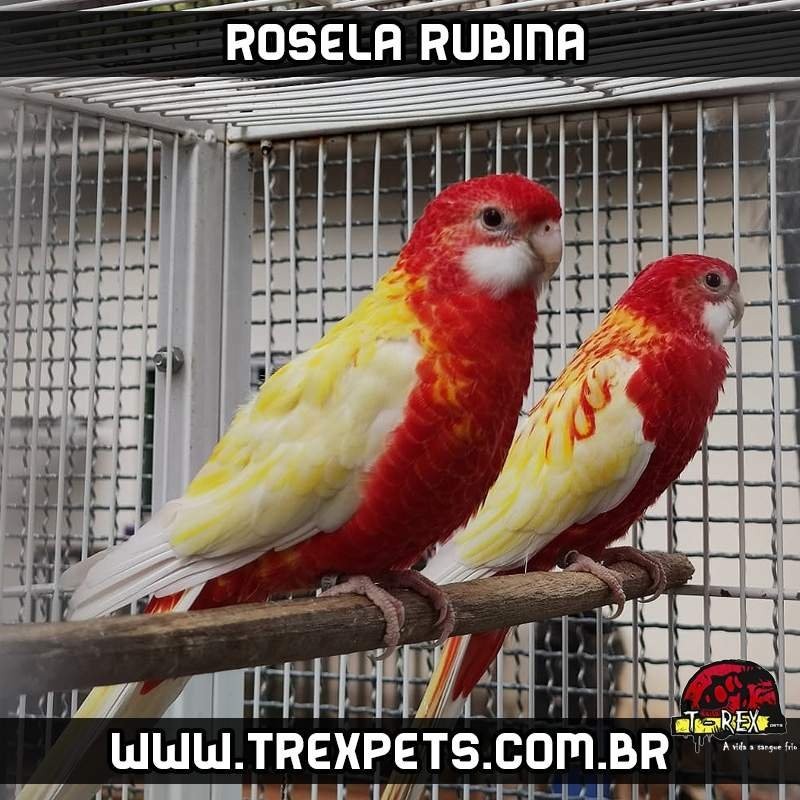 Rosela Rubina