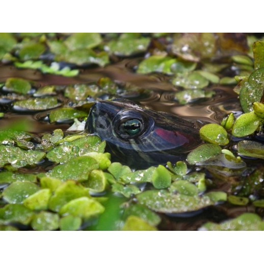 Salvínia auriculata Salvínia auriculata