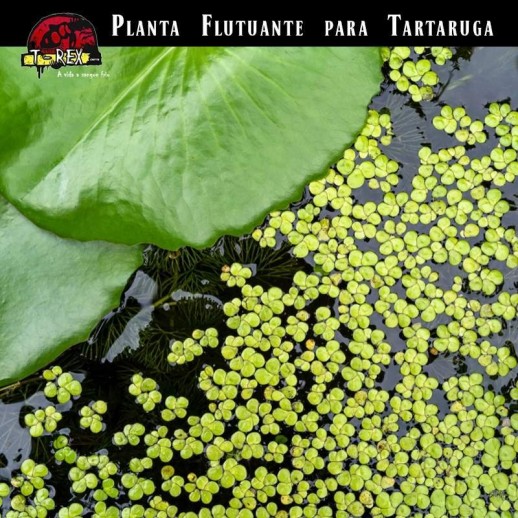planta flutuante planta flutuante