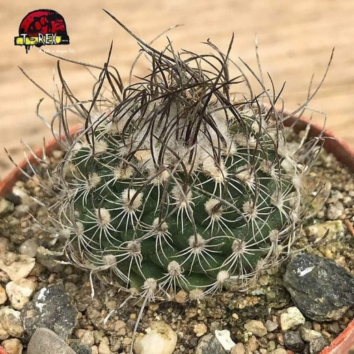 Muda de Cacto TURBINICARPUS MACROCHELE