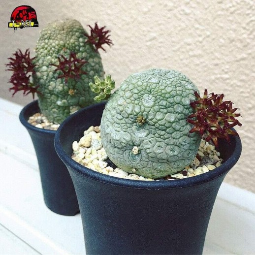 Suculentas pseudolithos...