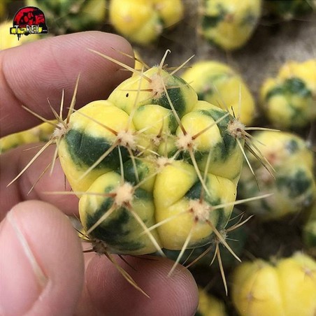 Gymnocalycium Cacto Amarelo