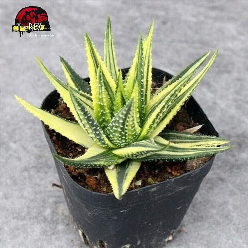 comprar muda suculenta margaritifera