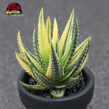 comprar muda de suculenta margaritifera