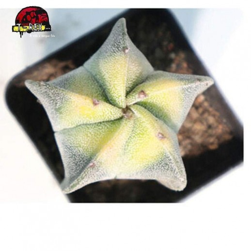 muda de suculenta myriostigma