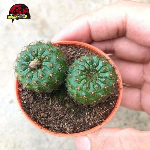 mudas de cacto para venda