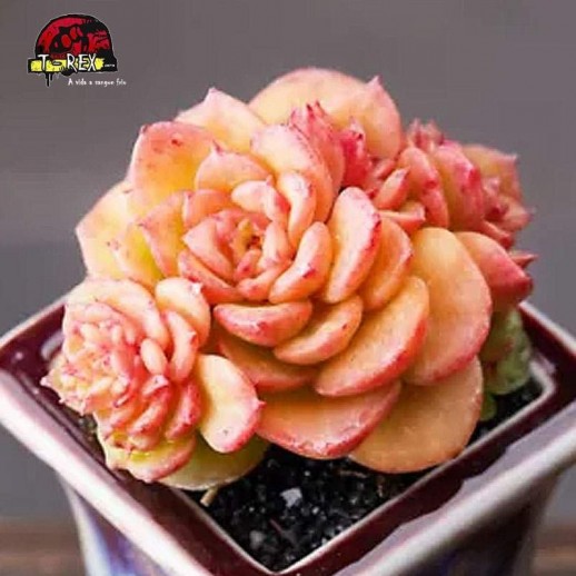 comprar suculenta rara rolly
