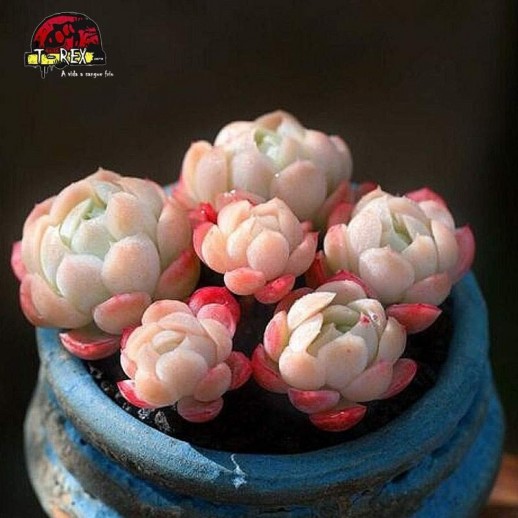 comprar suculenta Cream Berry