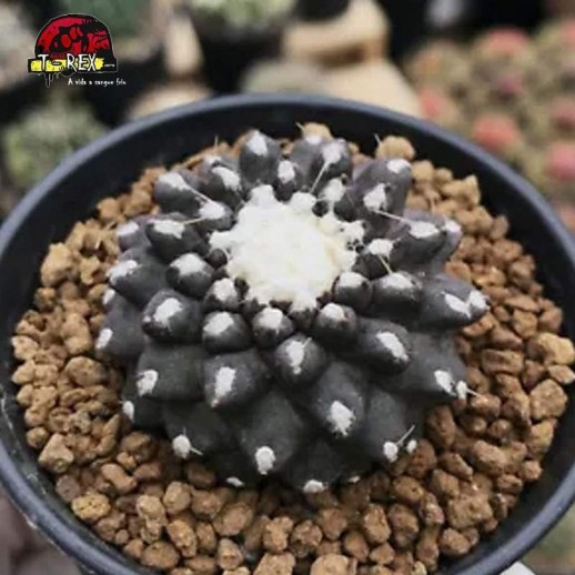 comprar suculenta raridade