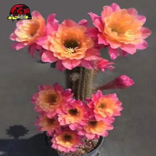 comprar cacto com flores