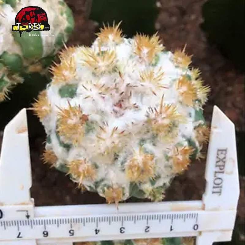mudas de cactos raros