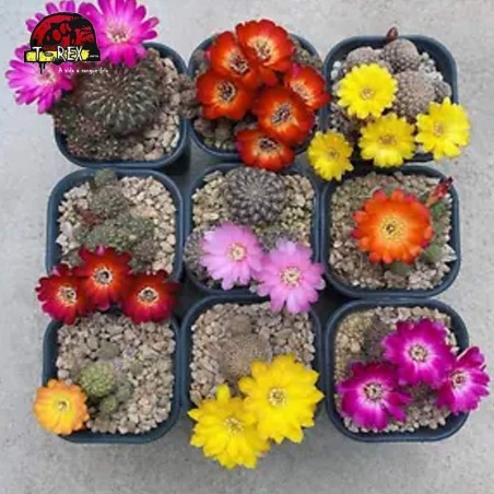 mudas de cactos para jardim