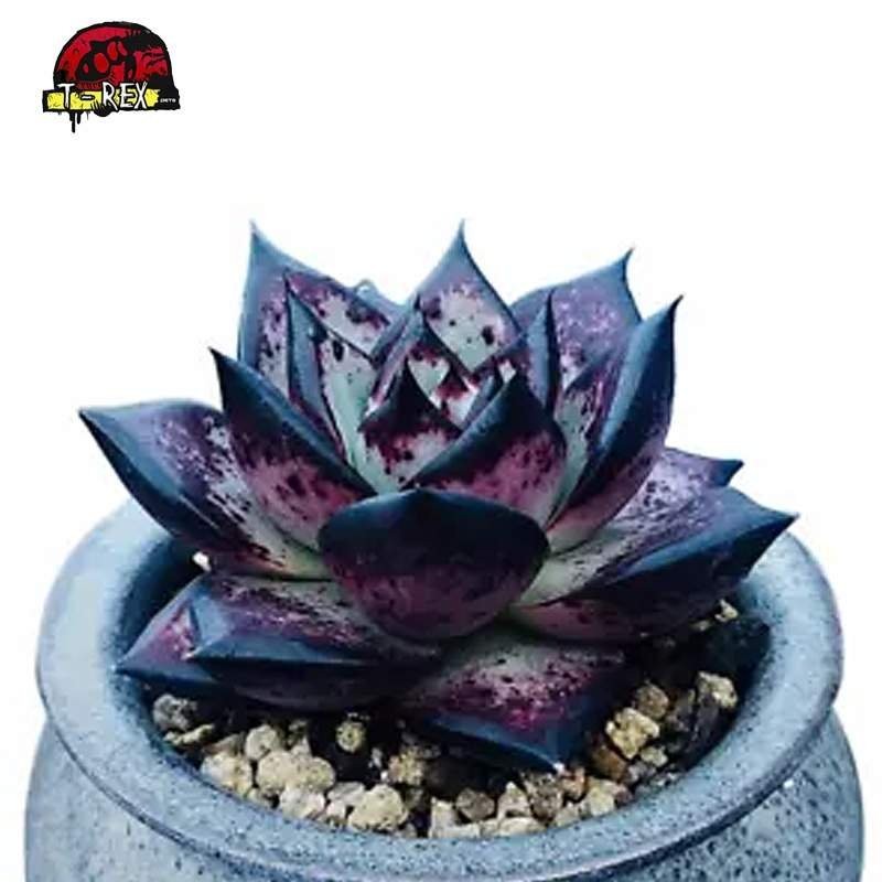 comprar suculenta rara
