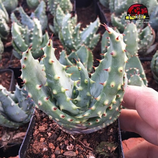 comprar muda de suculenta