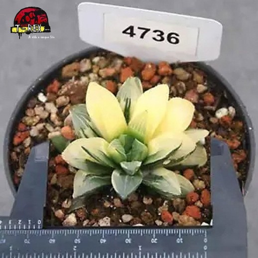 comprar muda de suculenta