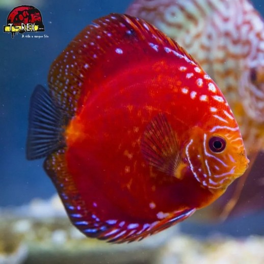 comprar peixes disco