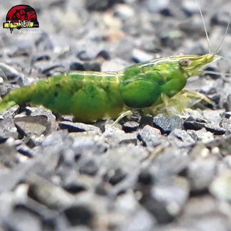 comprar camarao verde