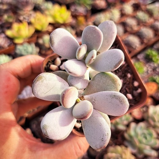 muda de suculenta cotyledon oophylla