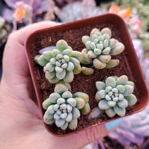 muda de Echeveria Amoena Microcalix