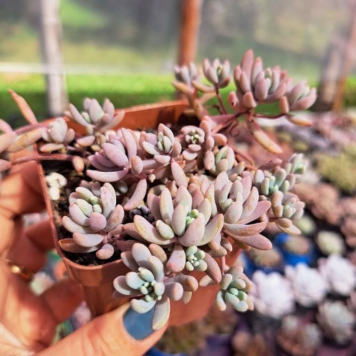 Muda De Suculenta Sedum...