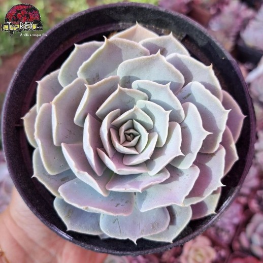 Muda De Suculenta Echeveria...